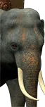 Indian Elephants (Early)