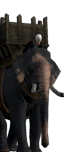 Indian Elephants